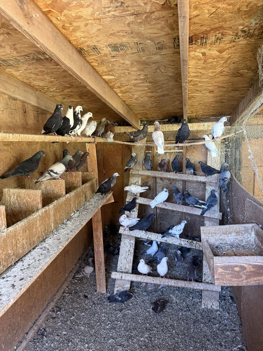 Cull mixed pigeons.