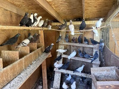 Cull mixed pigeons.