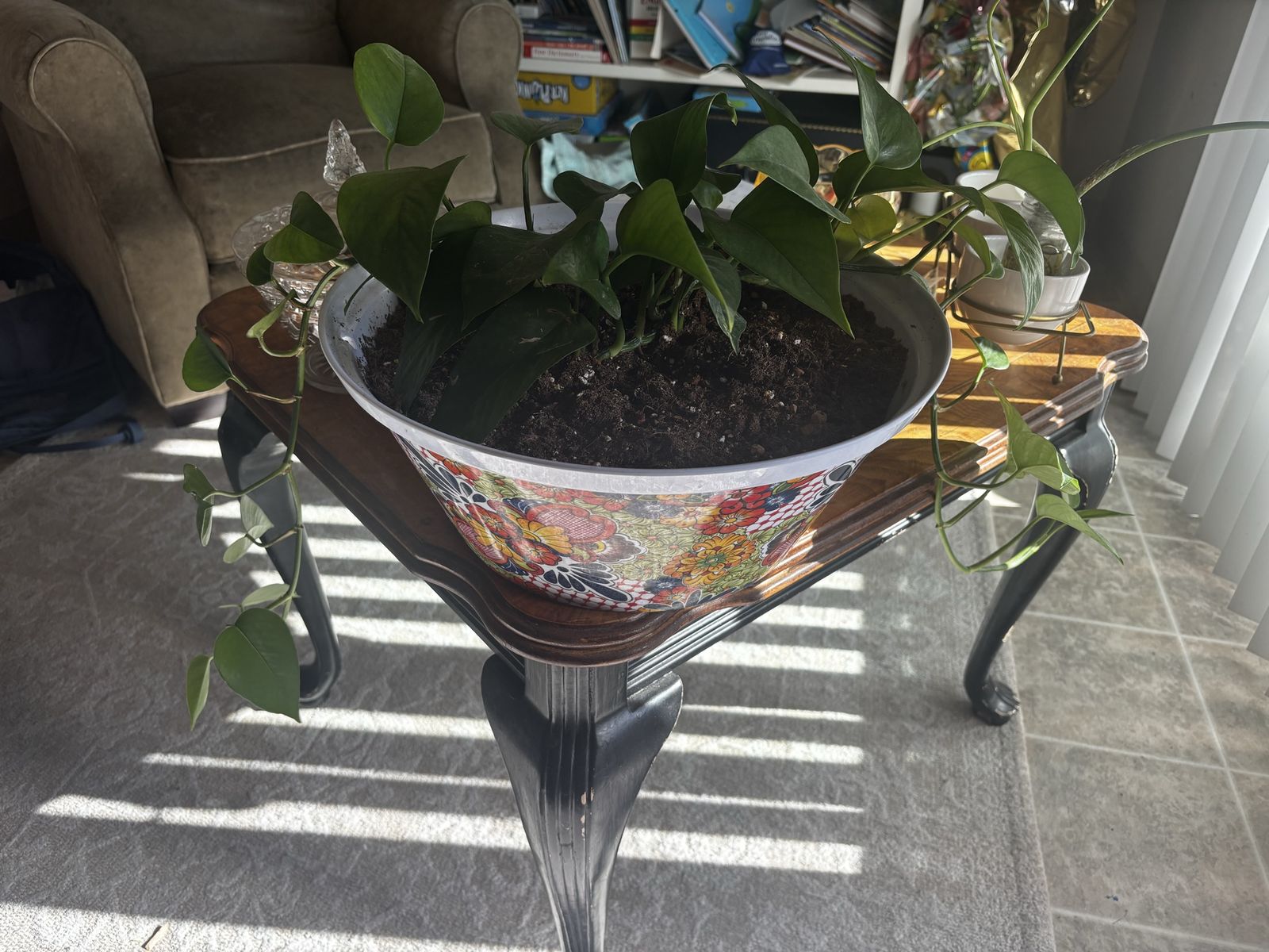 Pothos Plant in Decorative Ceramic Pot - Easy Care Houseplant for Home or Office