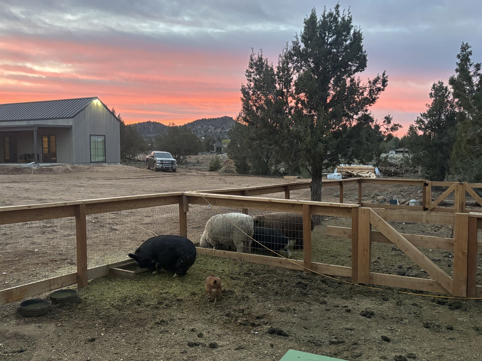 Kune Kune Pigs (4 Boars, 1 Gilt)