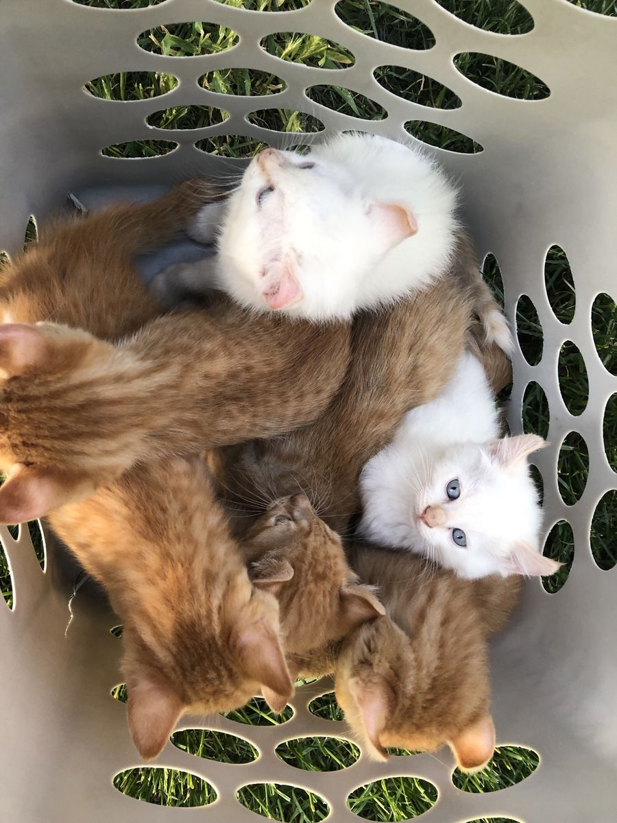 American Curl Kittens
