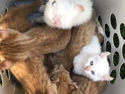 American Curl Kittens