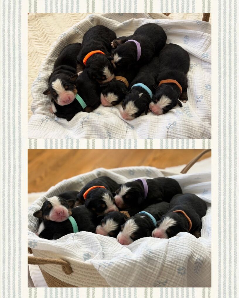 AKC Bernese Mountain Dog Puppies