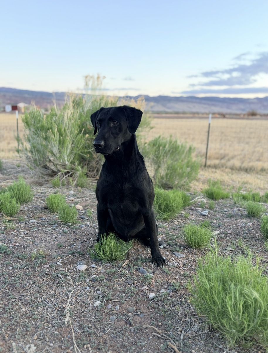 AKC Labrador Retriever for stud