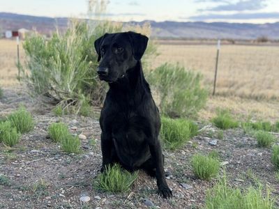 AKC Labrador Retriever for stud
