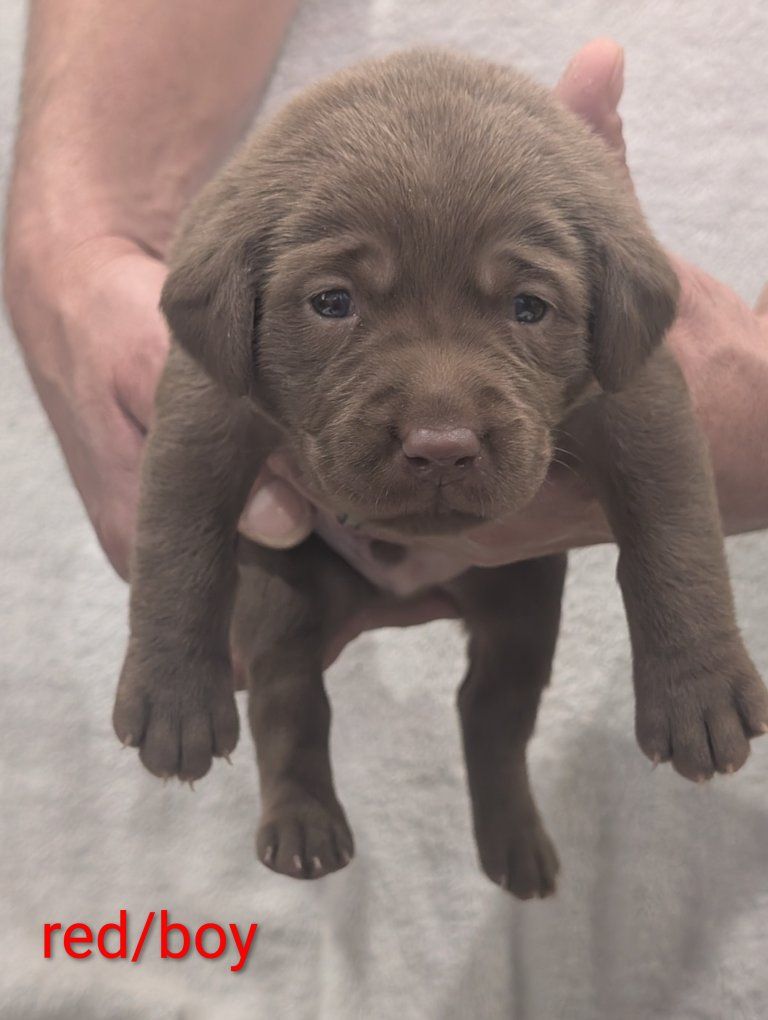 AKC Labrador retrievers for sale