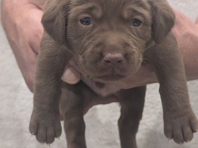 AKC Labrador retrievers for sale