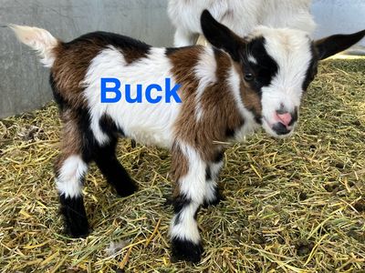 Nigerian Dwarf Buckling