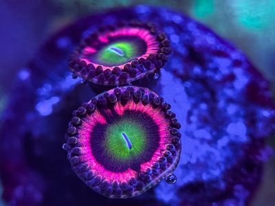 CHEAP FRAGS
