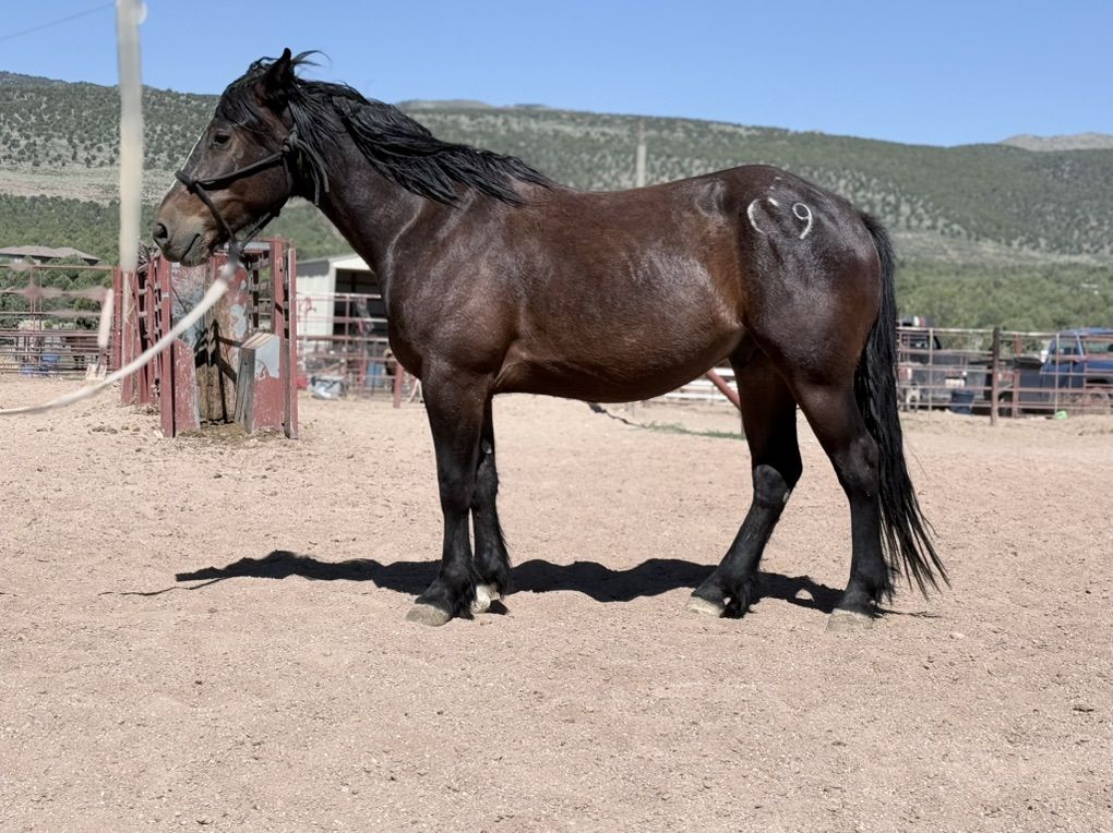 Half Draft 3 Year Old