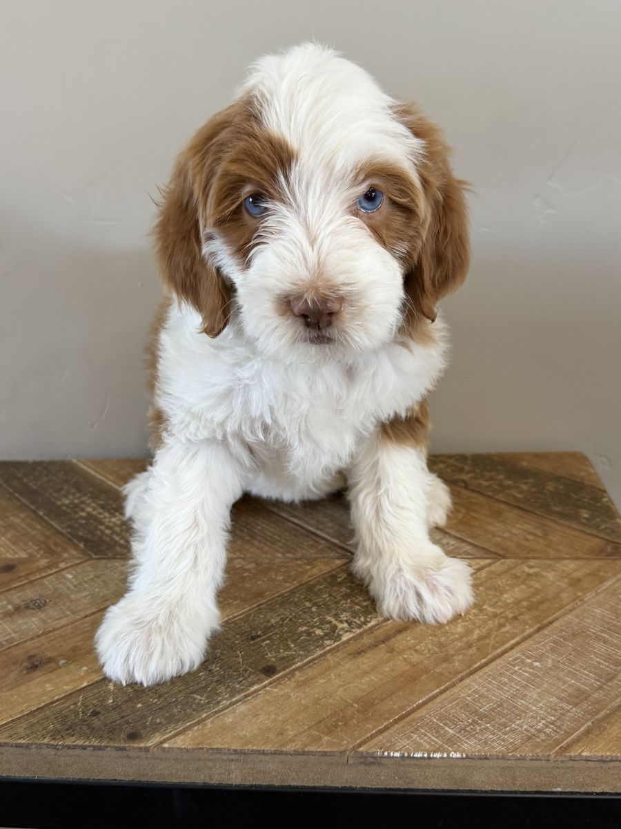 Mini Bernedoodles FF -/- 20-30 lbs
