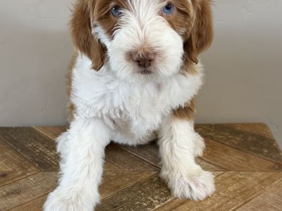 Mini Bernedoodles FF -/- 20-30 lbs