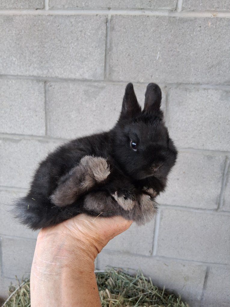 Tiny Netherland dwarf baby