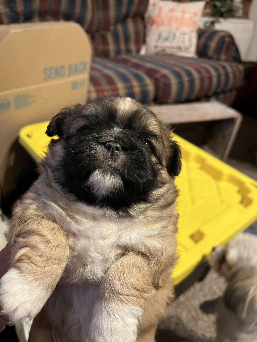 Pekingese Shih Tzu puppies