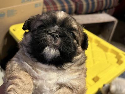 Pekingese Shih Tzu puppies