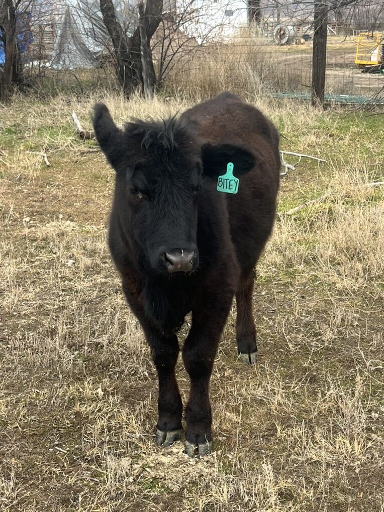 Angus/Hereford Heifer Calf