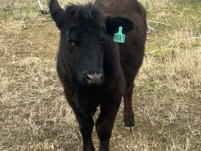 Angus/Hereford Heifer Calf