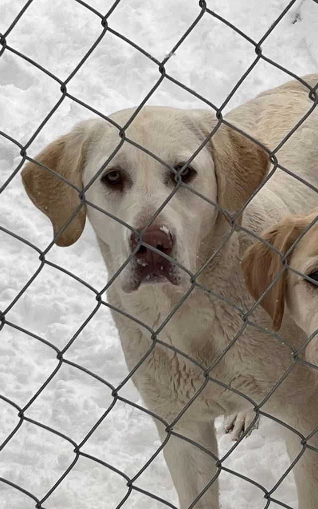 AKC White Labrador Retriever