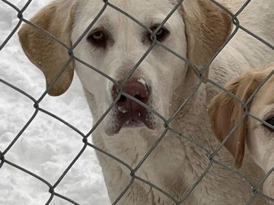 AKC White Labrador Retriever