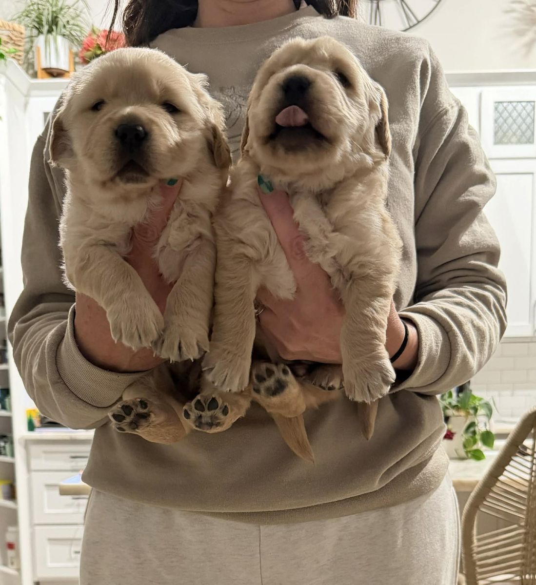 AKC Golden Retriever Puppies