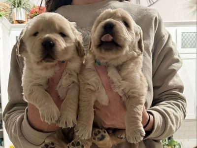 AKC Golden Retriever Puppies