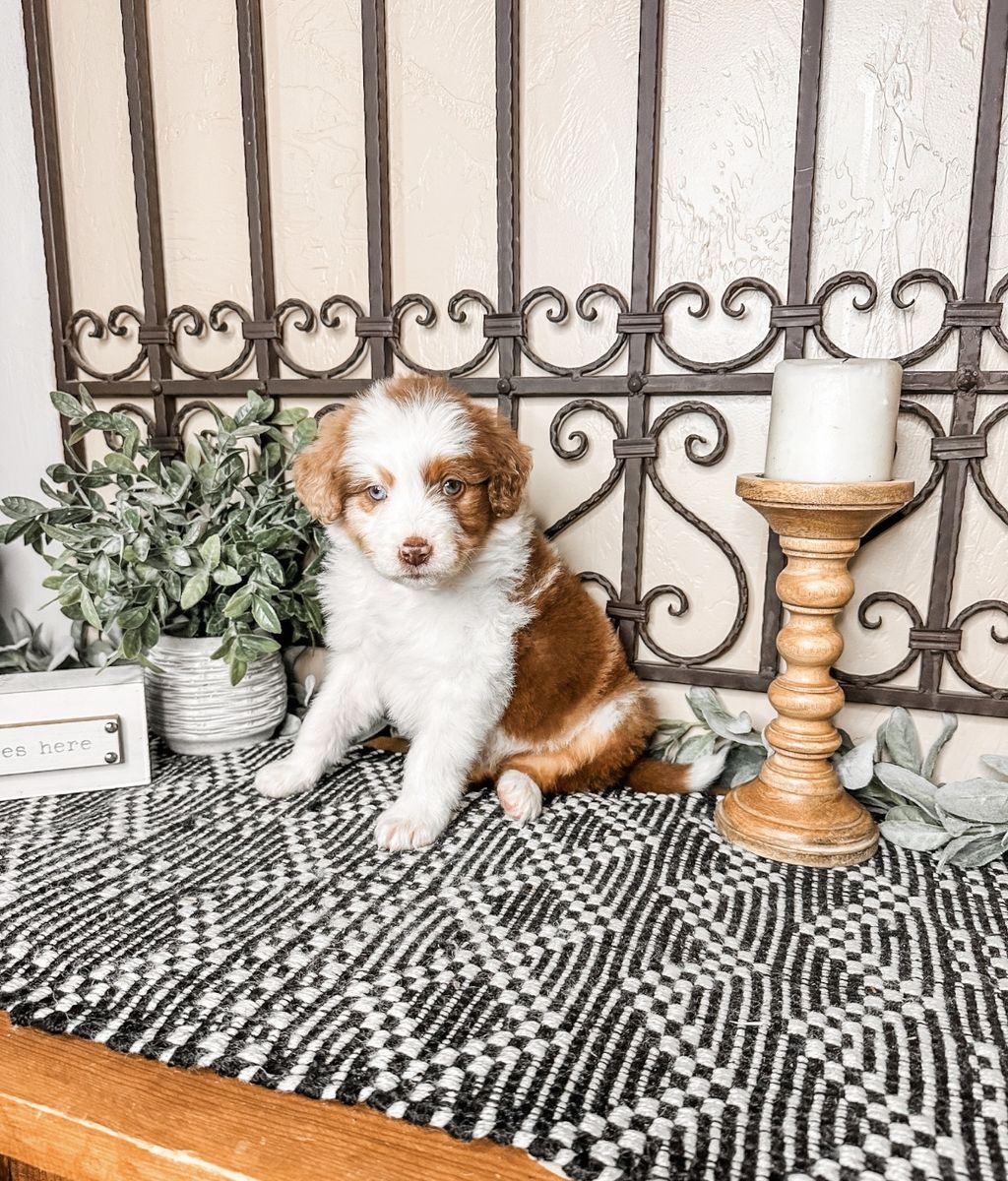 F1 Aussiedoodle
