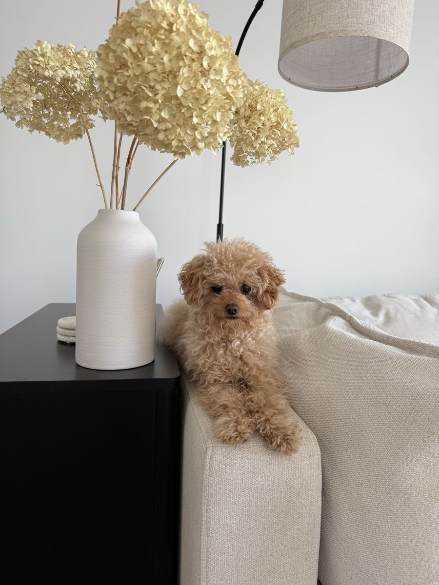 3.5lb Micro Mini Goldendoodle Stud