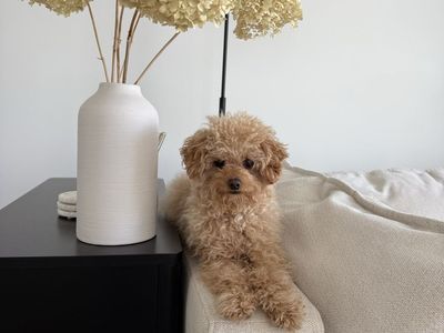 3.5lb Micro Mini Goldendoodle Stud