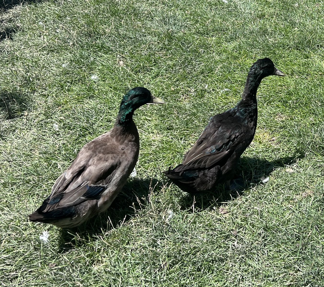 Dark Campbell Stud Duck for Ducklings or Pets