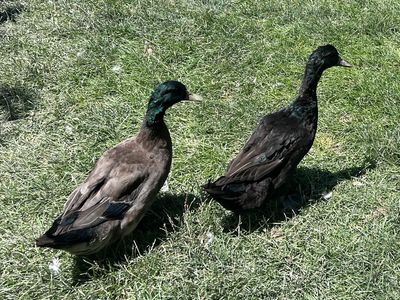 Dark Campbell Stud Duck for Ducklings or Pets