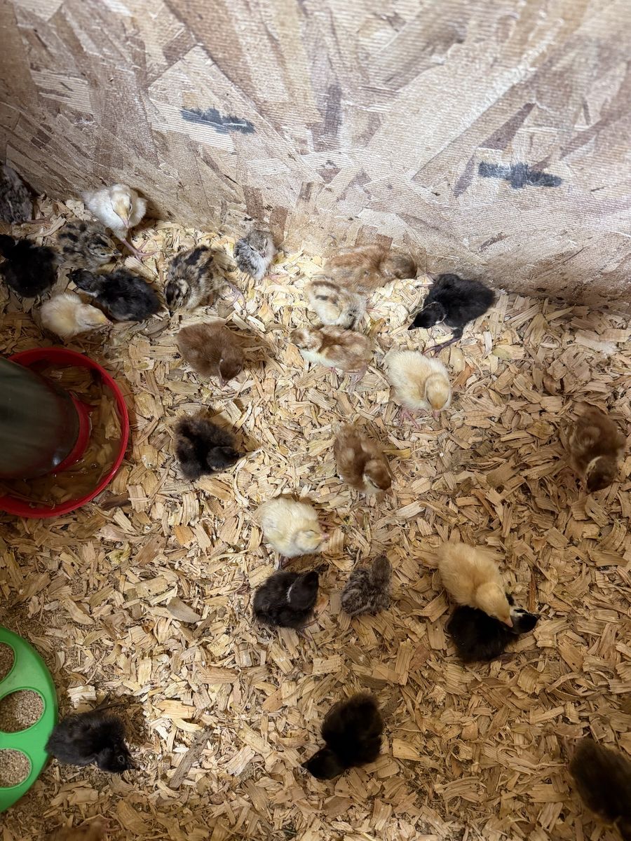 Pheasant Color Mix (Buff, White, Melanistic)