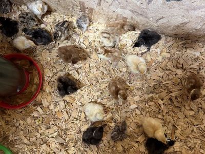 Pheasant Color Mix (Buff, White, Melanistic)