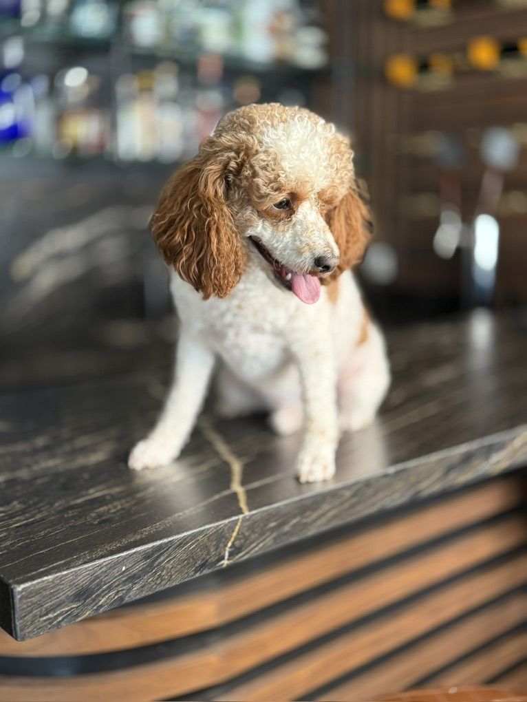 Darling Cavapoo Boy 19 Months Old