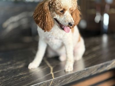 Darling Cavapoo Boy 19 Months Old