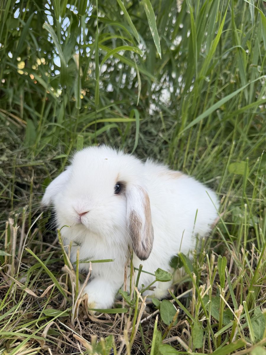 Pedigree holland lop