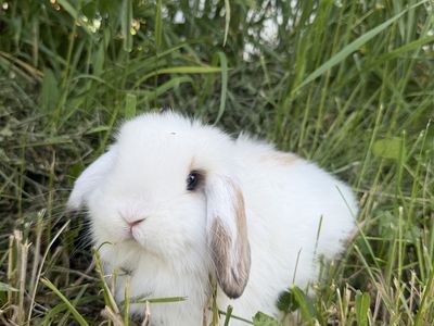 Pedigree holland lop