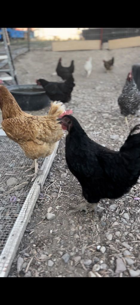 11 Chickens, Coop, Roll Of Fencing, Feeder, & Feed