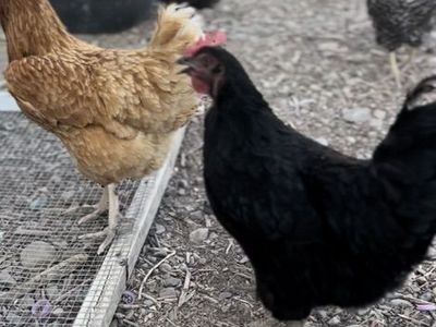 11 Chickens, Coop, Roll Of Fencing, Feeder, & Feed