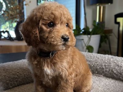 Darling Kennel Trained Mini Goldendoodle Puppies