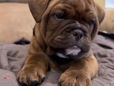 Olde English Bulldogs/Frenchie mix puppies