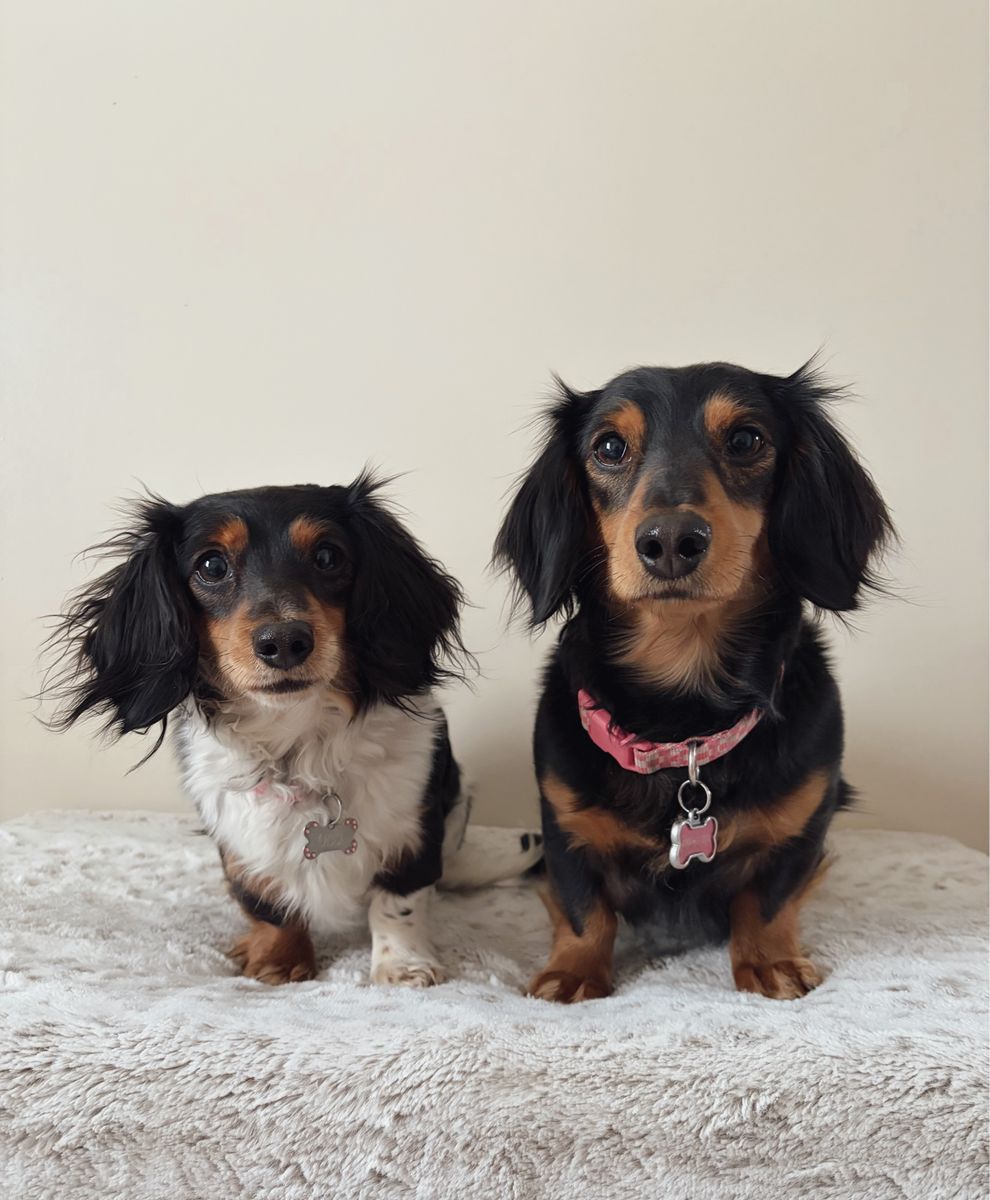 ISO: Mini Dachshund stud