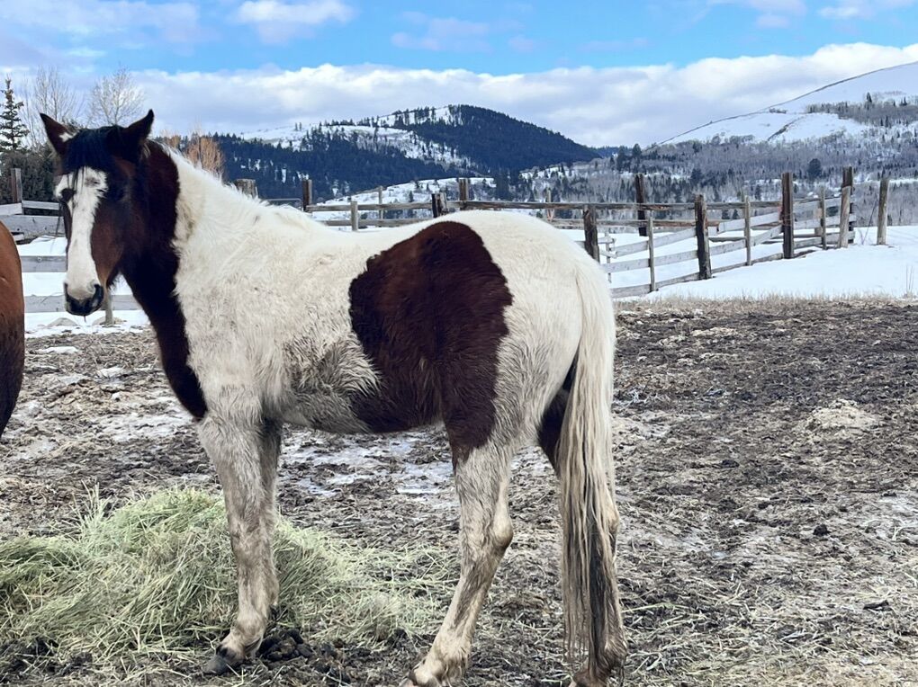 3 Year Old Mustage Mare