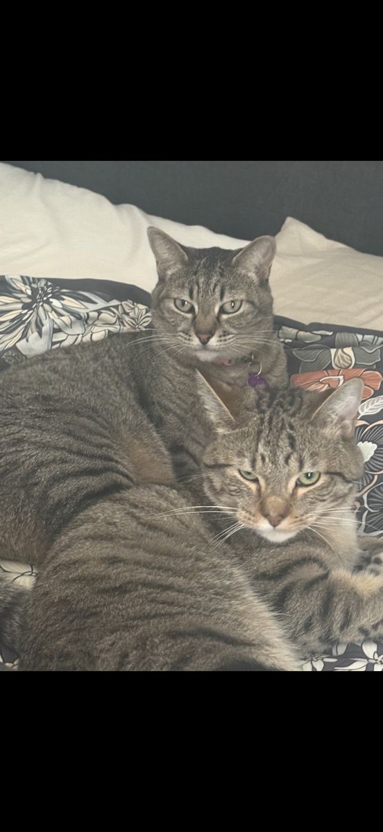 Missing Cat Vineyard -- her Name Is Iris