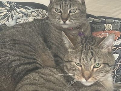 Missing Cat Vineyard -- her Name Is Iris