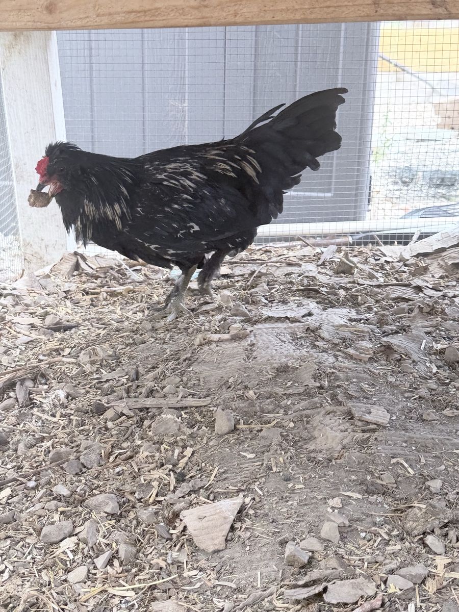 Roosters