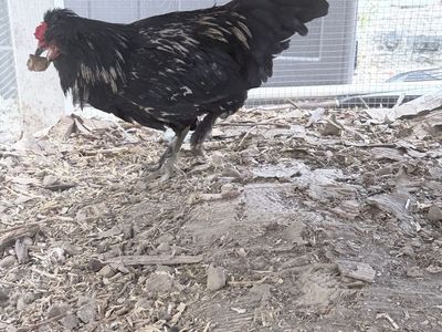 Roosters