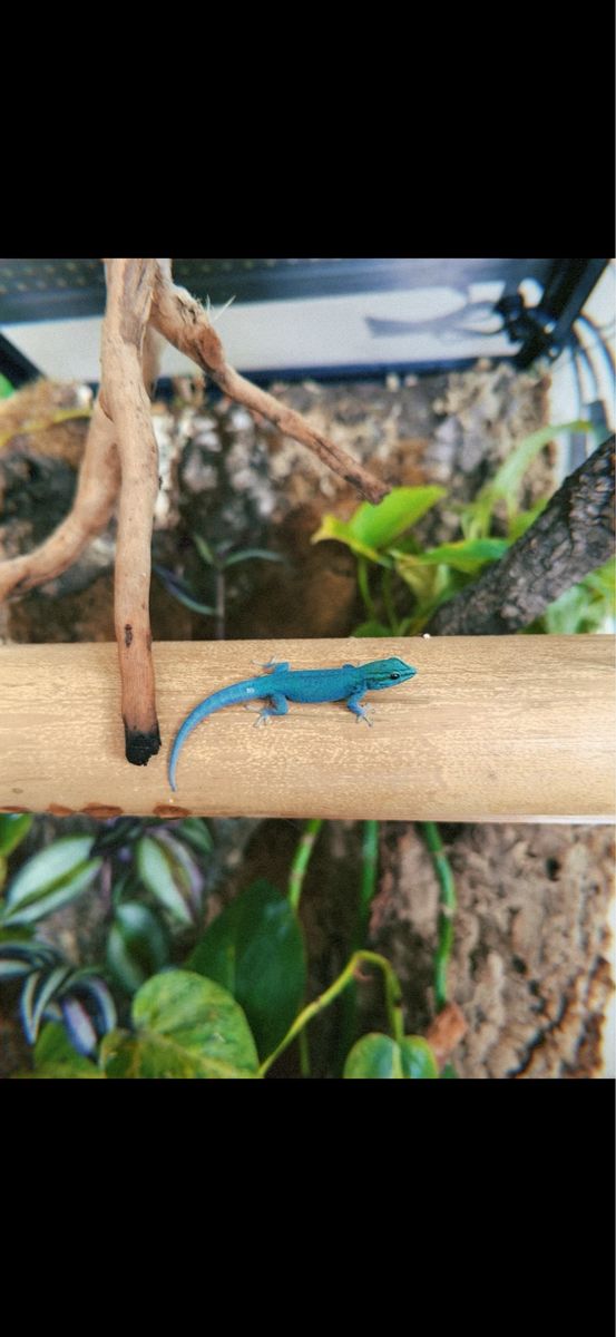 Electric blue geckos