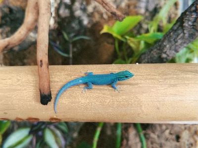 Electric blue geckos