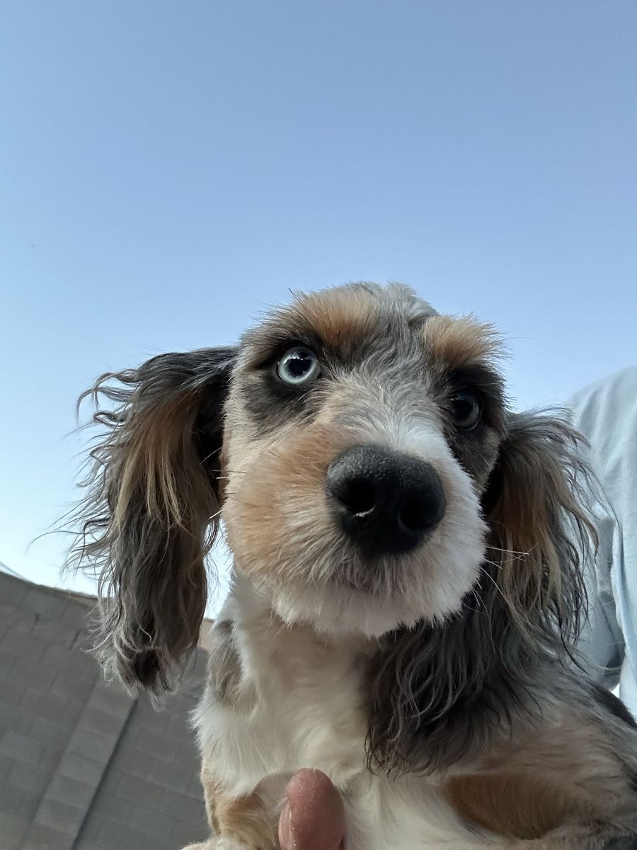 Female Mini Aussie Bernese Mountain Doodle