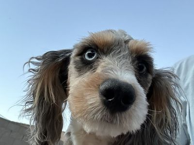 Female Mini Aussie Bernese Mountain Doodle